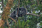 Silvered Leaf Monkey